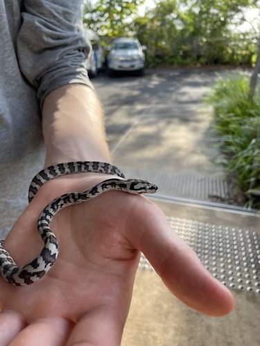 Jungle Carpet Python sighting