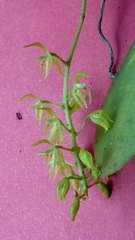 Notylia pubescens