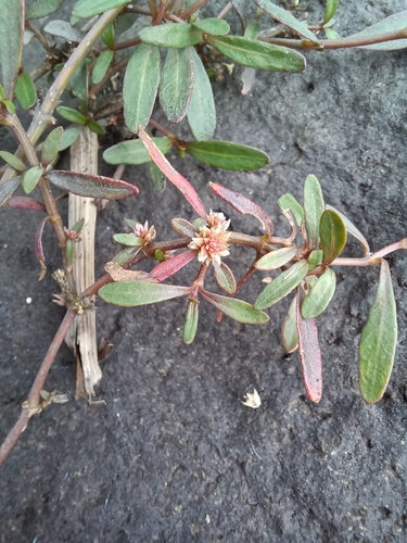 Image of Alternanthera nahui by no rights reserved