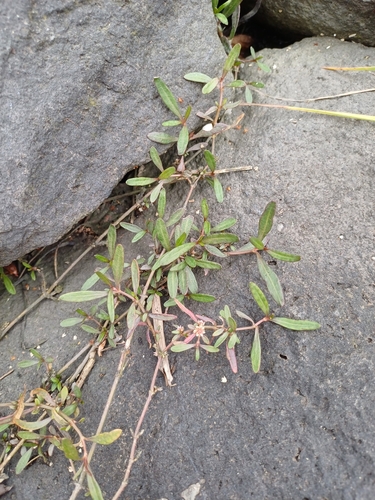 Image of Alternanthera nahui by no rights reserved
