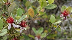 Feijoa sellowiana