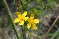 Hypericum galioides