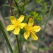 Hypericum galioides - Photo (c) Andy Newman, μερικά δικαιώματα διατηρούνται (CC BY-NC), uploaded by Andy Newman