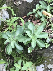 Hylotelephium telephioides