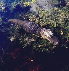 Alligator mississippiensis