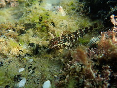 Lipophrys trigloides