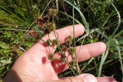 Juncus scirpoides
