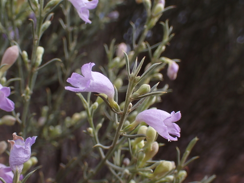 Eremophila scoparia (R.Br.) F.Muell.