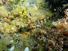 Lipophrys trigloides