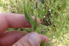 Ludwigia pilosa