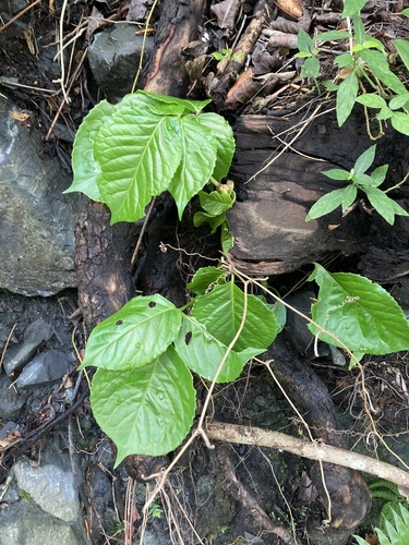 Chloranthus henryi observed 2024-09-26