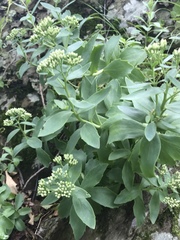 Hylotelephium telephioides