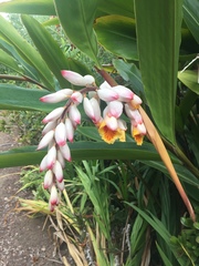Alpinia nutans