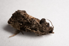 Gymnandrosoma punctidiscanum