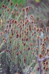 Seriphium cinereum