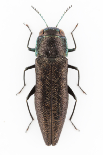 Agrilus lugubris