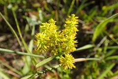 Polygala ramosa