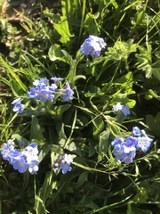 Myosotis alpestris