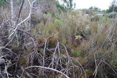 Seriphium cinereum