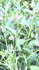 Symphytum officinale