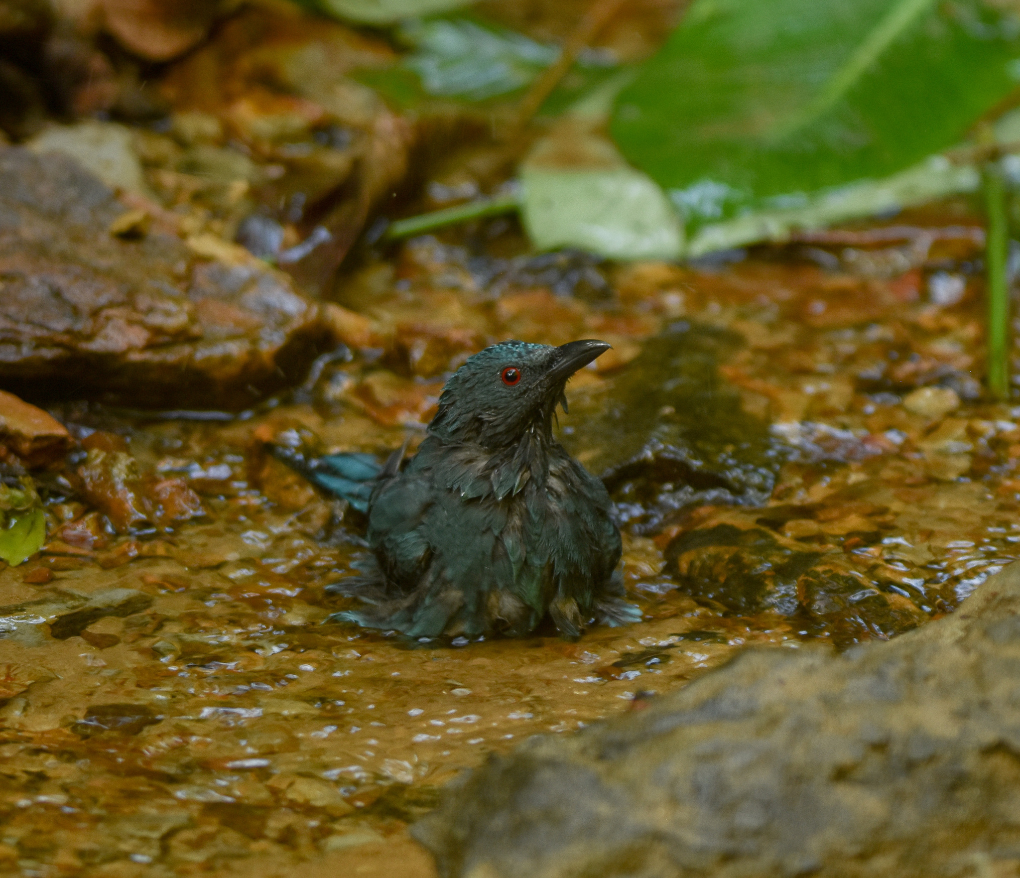 Asian Fairy-bluebird (Irena puella)
