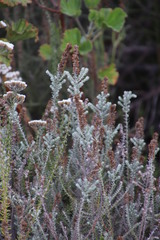 Seriphium cinereum