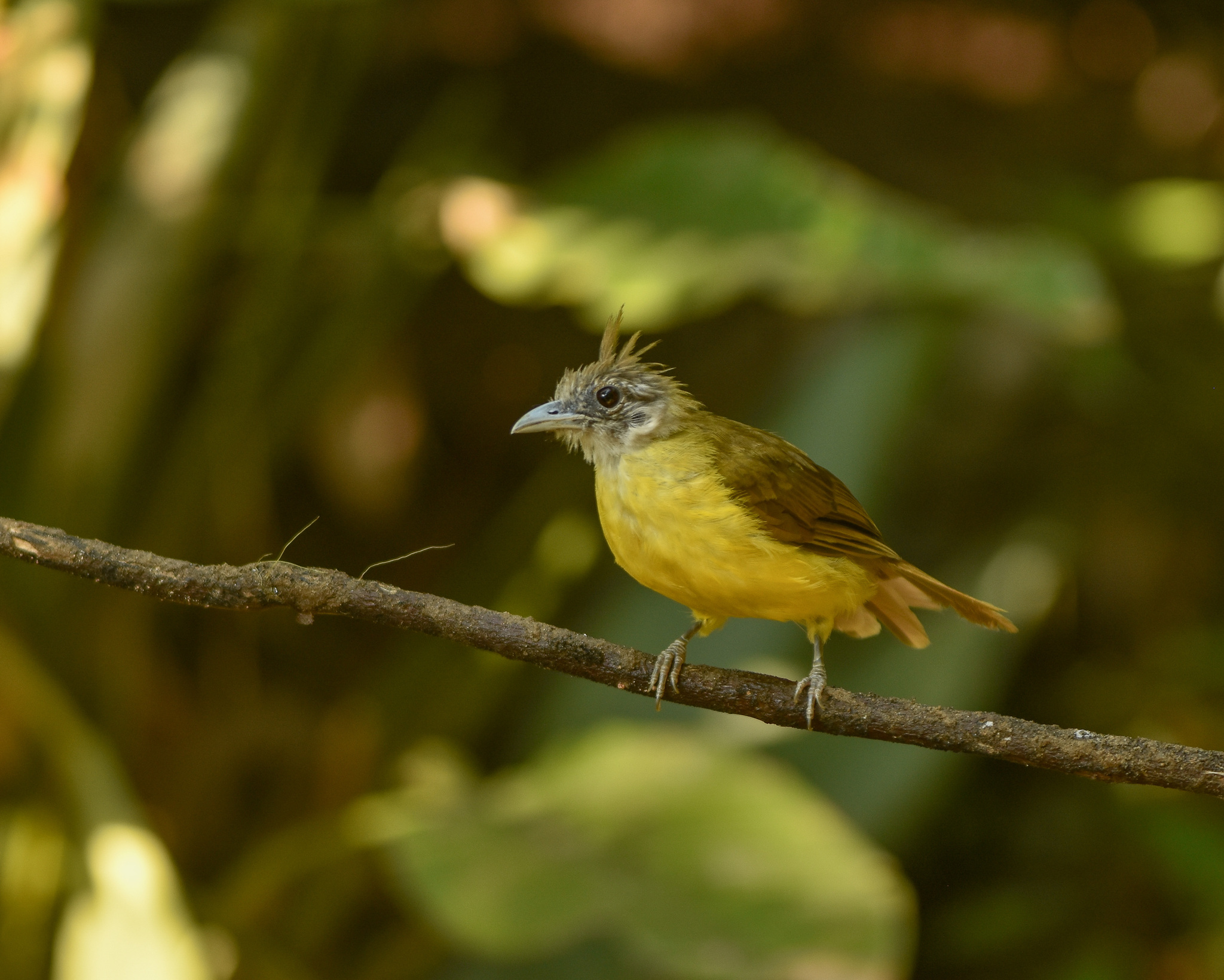 White-throated Bulbul (Alophoixus flaveolus)