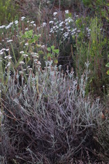 Seriphium cinereum