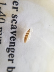 Pyractomena lucifera