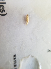 Pyractomena lucifera