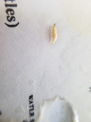 Pyractomena lucifera