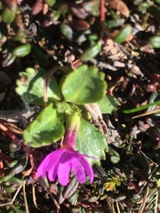 Primula cuneifolia