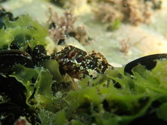 Lipophrys trigloides