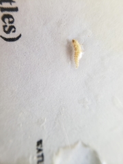 Pyractomena lucifera