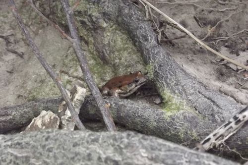 Mediterranean Painted Frog, Aïn Draham, Tunisie, photo 4 of 10