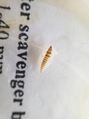 Pyractomena lucifera