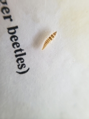 Pyractomena lucifera