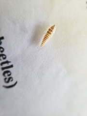 Pyractomena lucifera