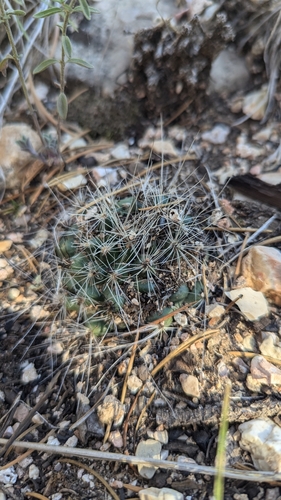 Kaibab Pincushion Cactus (Pediocactus paradinei)