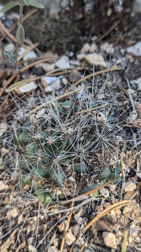 Image of Pediocactus paradinei by (c) Andrew Dudley, some rights reserved (CC BY)