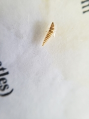 Pyractomena lucifera