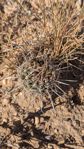 Sclerocactus sileri