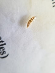 Pyractomena lucifera