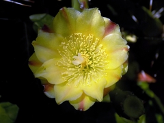 Opuntia monacantha