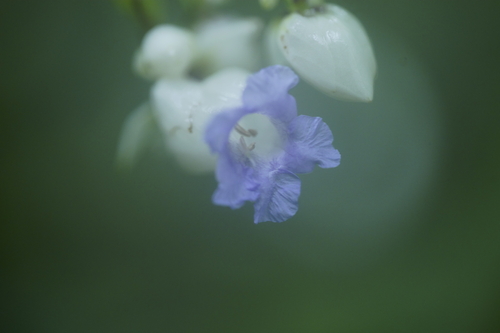 Strobilanthes heyneana observed 2024-09-13