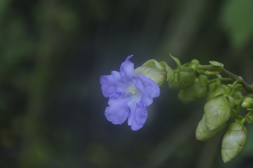Image of Strobilanthes callosa by (c) swanand kesari, some rights reserved (CC BY)