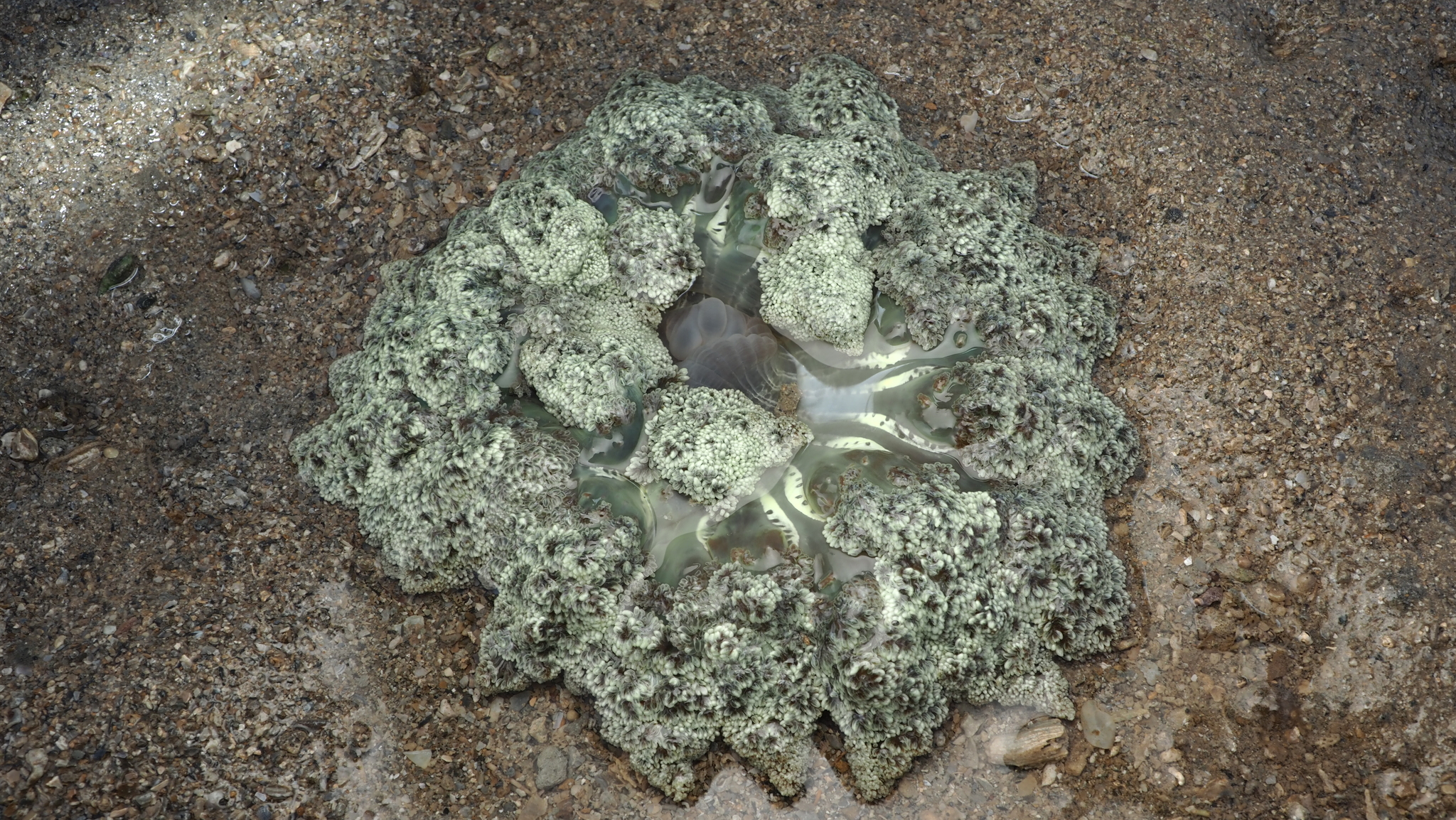 Actinodendron arboreum (Quoy & Gaimard, 1833)