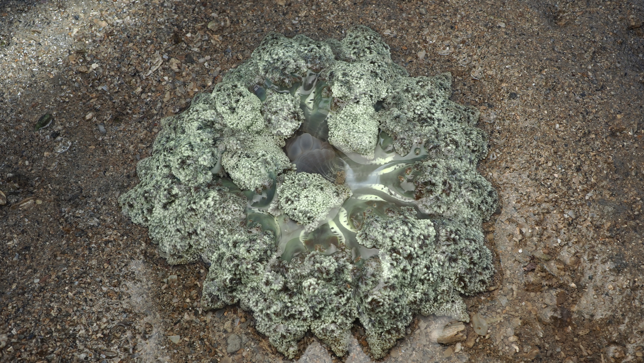 Actinodendron arboreum (Quoy & Gaimard, 1833)