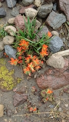 Castilleja tolucensis