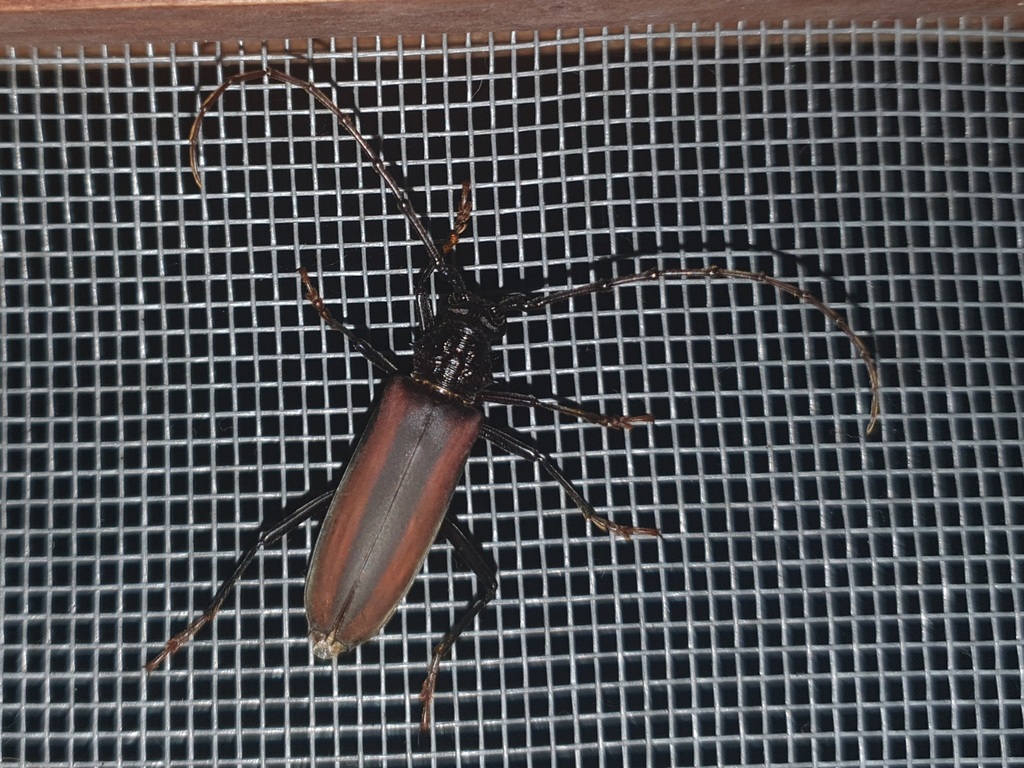 Bothrocerambyx nevermanni